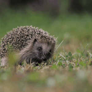 La balade des pics - 60 x 40 cm - aluminium