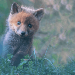L'aventurier - 60 x 40 cm - aluminium