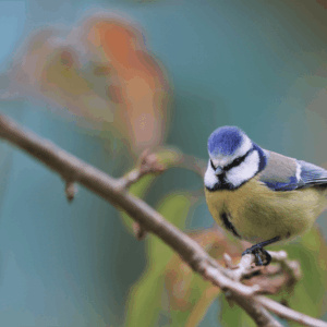 La mésange bleue - 60 x 40 cm - aluminium