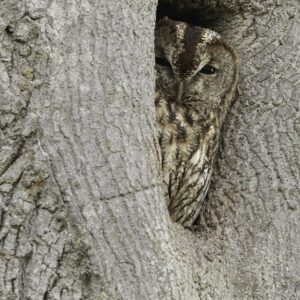 Hulotte - 60 x 40 cm - aluminium