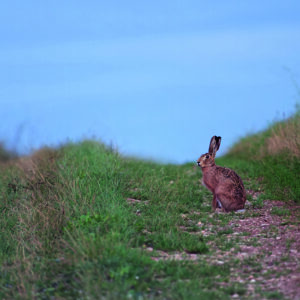 Chemin aux lièvres - 60 x 40 cm - aluminium