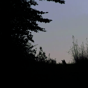 Le sentier du silence - 60 x 40 cm - aluminium