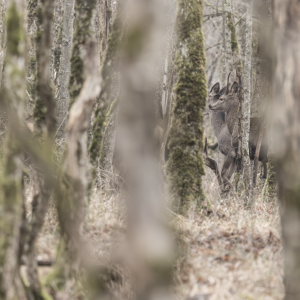 Mystères de cerfs - 60 x 40 cm - aluminium